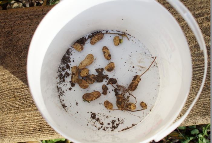 Maigre récolte de cacaouètes.