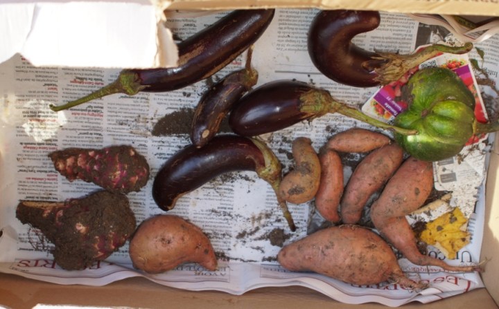 La récolte : aubergines, patates douces et topinambours.